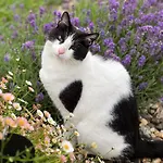 Bed & Breakfast Ferme Des Petites Oreilles 4 Etoiles 3*
