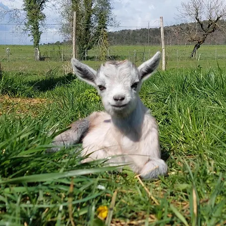 Bed & Breakfast Ferme Des Petites Oreilles 4 Etoiles Montignac-Lascaux