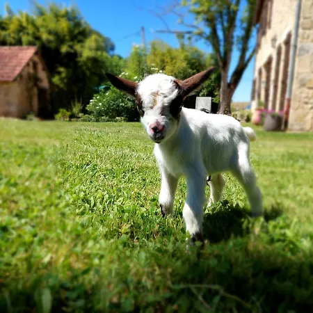 לינה וארוחת בוקר Ferme Des Petites Oreilles 4 Etoiles 3*