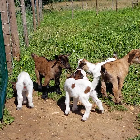 Ferme Des Petites Oreilles 4 Etoiles Bed & Breakfast