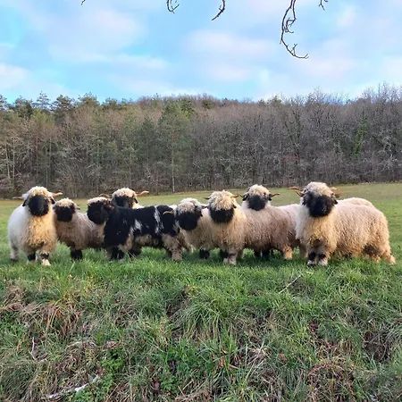 Bed & Breakfast Ferme Des Petites Oreilles 4 Etoiles Montignac-Lascaux