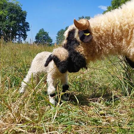 Ferme Des Petites Oreilles 4 Etoiles