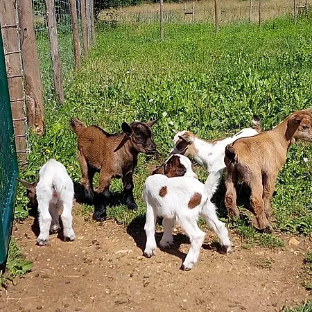 Ferme Des Petites Oreilles 4 Etoiles Bed & Breakfast