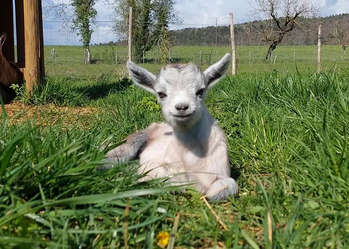 Nocleg ze śniadaniem Ferme Des Petites Oreilles 4 Etoiles Montignac-Lascaux