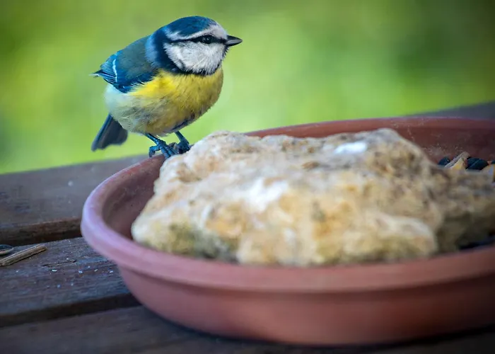 住宿加早餐酒店 Ferme Des Petites Oreilles 4 Etoiles 蒙蒂尼亚克